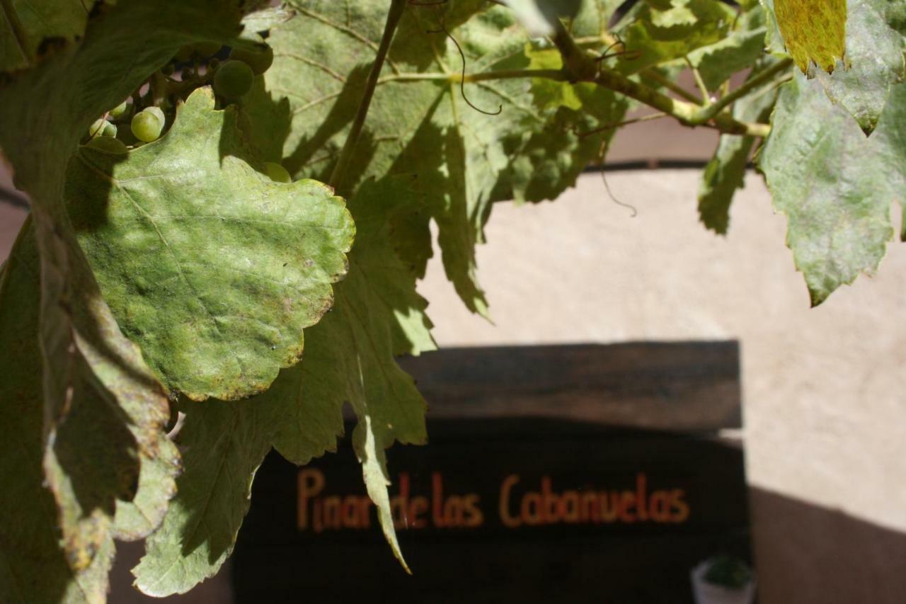 Pinar De Las Cabanuelas Villanueva de Duero Dış mekan fotoğraf